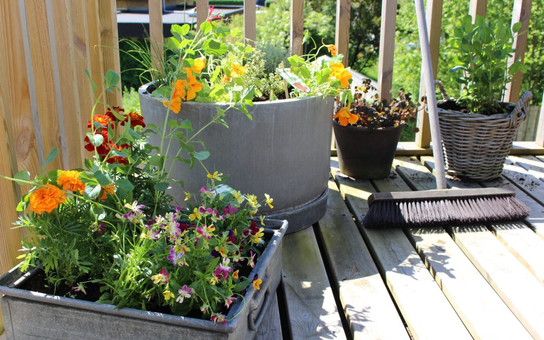 Guide til spiselige blomster